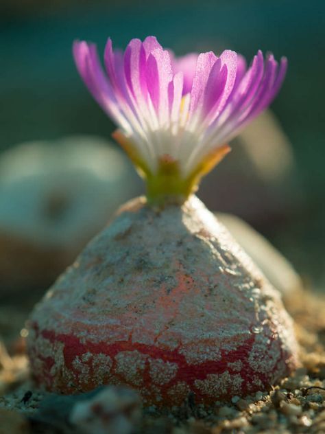 Conophytum burgeri - Burger's Onion Mimicry Plant, Planting For Kids, Sensitive Plant, Cactus Planta, Large Flower Pots, Unusual Plants, Cactus Y Suculentas, Different Plants, Cactus And Succulents