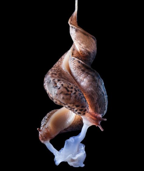 Leopard Slug, Nature Room, Love Cafe, Underwater Creatures, Slug, Plant Roots, Creature Design, Beautiful Photography, Beautiful Creatures