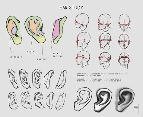 Ear Study for artists Ear Anatomy, How To Draw Ears, Ear Art, Anatomy Tutorial, 얼굴 그리기, Anatomy Sketches, 캐릭터 드로잉, Anatomy Drawing, Anatomy Reference