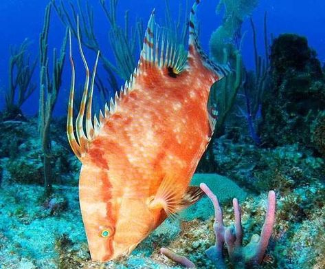 Bahamas Recipes, Parrot Fish, Marine Fish, Ocean Creatures, Sea World, Underwater World, Ocean Life, Tropical Fish, Sea Animals