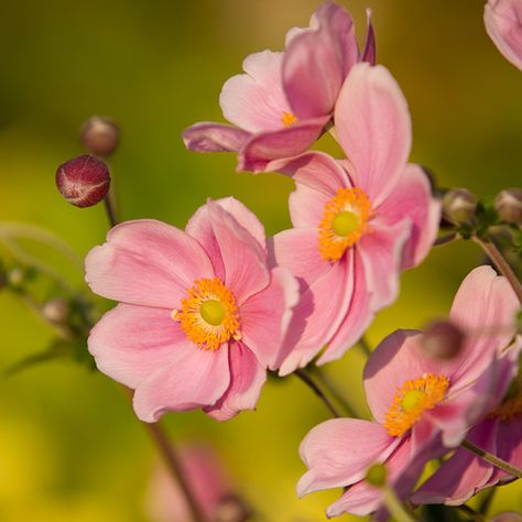 Flower Reference, Japanese Anemone, Future Garden, Macro Flower, Anemone Flower, Peonies Garden, Pink Garden, Plant Combinations, Bedding Plants