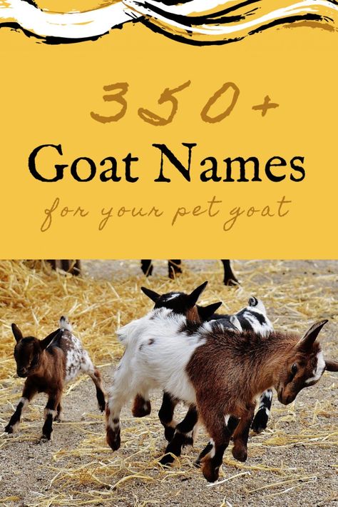 Thinking about adopting a goat and need some help thinking of good goat names? Here are over 350 goat name ideas to graze through! Goat Names, Sheep Names, Goat Playground, Keeping Goats, Goat Pen, Barn Layout, Mini Goats, Pet Goat, Goat House