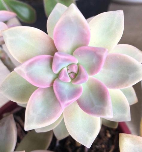 Pearl Succulent, Replanting Succulents, Ghost Plant, Succulent Garden Diy, Propagating Succulents, Overwintering, Succulents Indoor, Rare Succulents, Hardy Plants