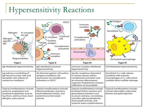 Hypersensitivity reactions lecture notes Hypersensitivity Reactions Nursing, Immunology Study Notes, Np School, Hypersensitivity Reactions, Medical Student Study, Medical Laboratory Science, Vet School, Biology Lessons, Nursing School Studying