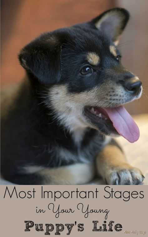 Most Important Stages in Your Young Puppy's Life Homemade Pet Treats, Puppy Life, Pet Nutrition, Dog Tricks, Pet Pet, Animal Nutrition, Dog Hacks, Dog Tips, Dog Ideas