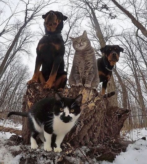 The Meow-Tang Clan Pose For Their Debut Rap Album Greatest Album Covers, Cat Selfie, Great Albums, Cat Wallpaper, Funny Animal Pictures, Animal Photo, 귀여운 동물, Cat Photo, Animals Friends