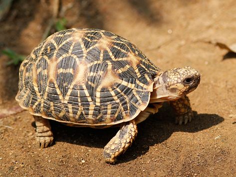 Tortoise Wallpaper, Star Tortoise, Indian Star Tortoise, Tortoise Enclosure, Cute Tortoise, Exotic Pet, Desert Tortoise, Pins Board, Indian Star