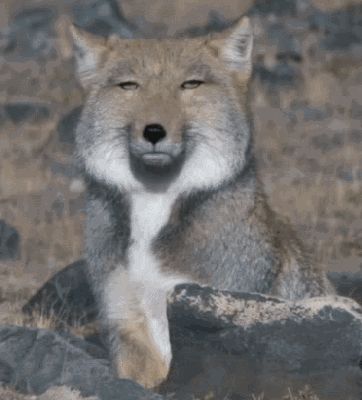 :D  ^_^ Tibetan Fox, Most Beautiful Animals, 웃긴 사진, Wild Dogs, Silly Animals, Cute Fox, Weird Animals, Animals Of The World, White Fox