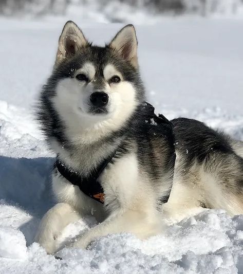 ABOUT AKKCOA | Alaskan Klee Kai Club of America Alaskan Klee Kai, American Kennel Club, Dog Car, Future Plans, Dog Show, Little Dogs, Dog Breeds, History, Dogs