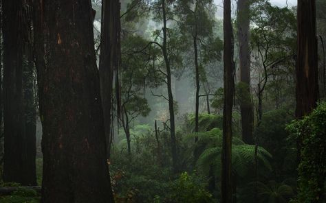 Old forest concept Nature Desktop Wallpaper, Ed Wallpaper, Rainy Wallpaper, Computer Wallpaper Hd, Grey Forest, Nature Desktop, Dark Forest Aesthetic, Dark Green Wallpaper, Sage Green Wallpaper