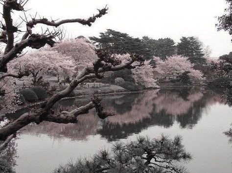 Shinjuku Gyoen, Sakura Tree, Pretty Landscapes, Japan Aesthetic, 수채화 그림, Art Japonais, Nature Aesthetic, Pics Art, Pretty Places