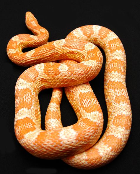 Orange Snake Colubrid Snakes, Snake Aesthetic, Orange Snake, Pretty Snakes, Orange Dream, Corn Snake, Pet Snake, Orange Aesthetic, Orange Crush