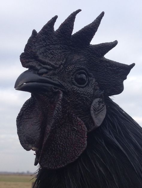 Pure Ayam Cemani Hatching Eggs         My breeding stock consists of Greenfire Farms and Feather... Backyard Chicken Run, Chicken Backyard, Rare Chicken Breeds, Square Watermelon, Diy Homesteading, Ayam Cemani, Chicken Coop Large, Melanistic Animals, Ranch Living