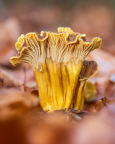 Mushroom Food Photography, Mushrooms Photography Nature, Mushroom Photos Nature, Red Mushroom Photography, Mushroom Refrences Photos, Poisonous Mushrooms, Morel Mushroom Photography, Slime Mould, Macro Photos