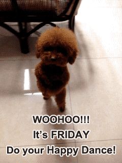 Friday Gif, Puppies Funny, Happy Days, Cute Kittens, Funny Animal Pictures, Happy Saturday, 귀여운 동물, Cute Funny Animals, Catsuit