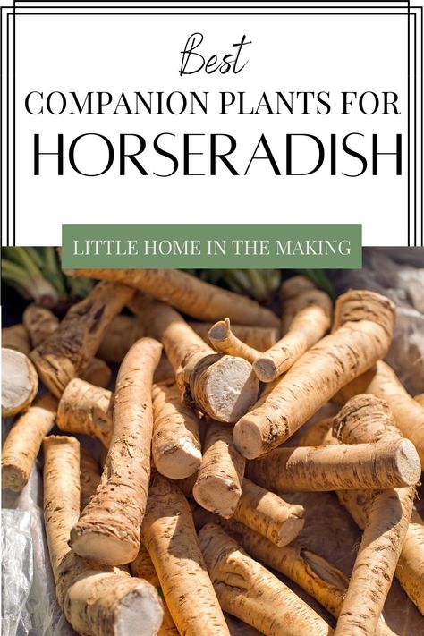 Horseradish Uses, Horseradish Plant, Growing Horseradish, Horseradish Recipes, Backyard Vegetable Garden, Vegetable Chart, Best Companion Plants, Growing Asparagus, Companion Planting Vegetables