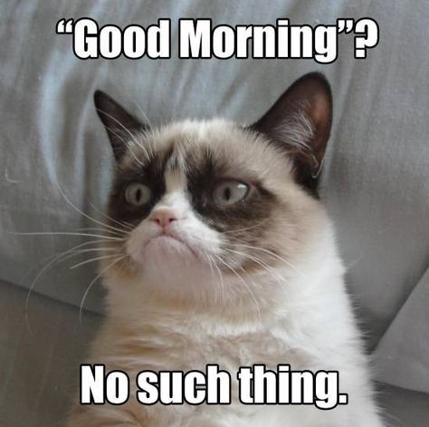 Funny Grumpy Cat Good Morning - Good Morning Images, Quotes, Wishes, Messages, greetings & eCards Grumpy Cat Disney, Cute Couple Memes, Grumpy Cat Meme, Grumpy Cat Memes, Good Morning Meme, Couple Memes, Funny Coffee Quotes, Morning Memes, Animal Funnies