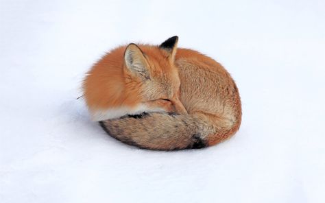 Feel like I've seen this Red fox sleeping in some craft projects! Fox In Snow, Fox Sleeping, Fox Pictures, Pet Fox, Fox Art, Cute Fox, Red Fox, Animal Photo, Aphrodite