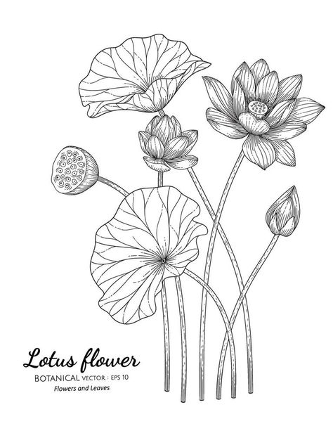 Lotus Artwork, Lotus Drawing, Art And Drawing, Watercolor Lotus, Lotus Flower Art, Lotus Painting, Fabric Painting Techniques, Flower Line Drawings, Lotus Art