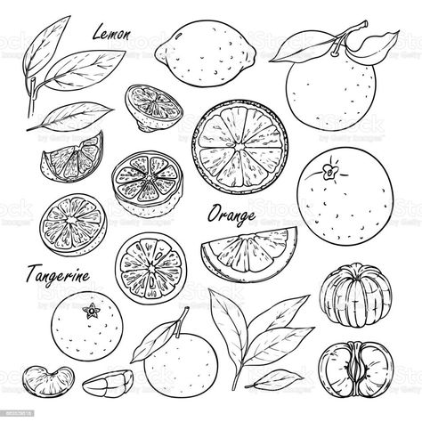 Mandarin Drawing, Mandarin Tattoo, Fruit Tattoo, Muster Tattoos, Poke Tattoo, Citrus Fruits, Dainty Tattoos, Desenho Tattoo, Piercing Tattoo