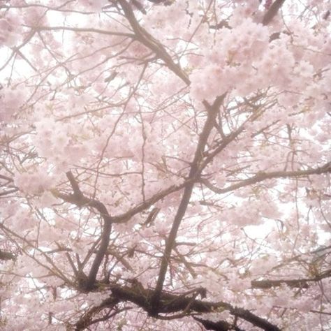 Such a gentle and sweet aesthete for you. By the way, do you like sakura? Shoujo Girl, Pink Nature, Soft Pink Theme, Cocoppa Wallpaper, Baby Pink Aesthetic, Sakura Tree, Sakura Flower, Pink Theme, Japan Aesthetic