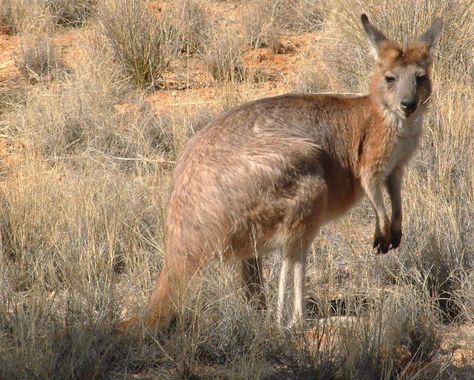 Aboriginal Fires Actually Increase Kangaroo, Lizard Populations | Popular Science Kangaroo Facts, Funny Stories For Kids, Christmas Humor Ecards, Happy Quotes Funny, Art Quotes Funny, Happy Birthday Dog, Funny Memes About Life, Funny Animals With Captions, Work Quotes Funny