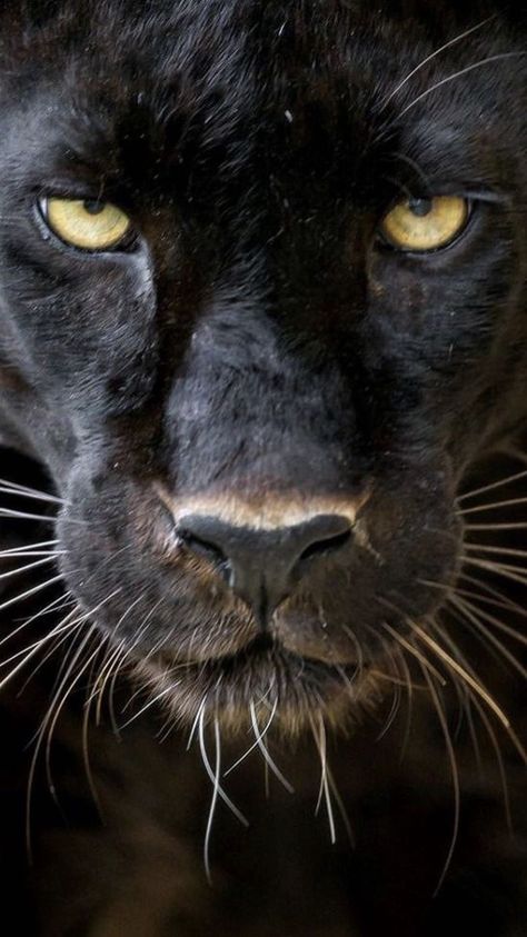 Black Panther Face, Black Panther Cat, Africa Tattoos, Panther Cat, Animal Noses, Black Jaguar, Lion Images, Big Cats Art, Wildlife Paintings