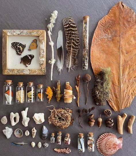 Nature Display Ideas, Nature Collection Display, Nature Trinkets, Goblincore Collection, Nature Flatlay, Collecting Aesthetic, Art Made From Nature, Oddity Collection, Things To Collect