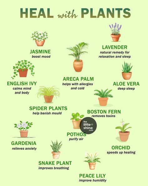 Plants That Heal, Witchy Plants And Meanings, Witchy Houseplants, House Plant Symbolism, Plants As Medicine, Plants For Home Protection Witchcraft, House Plants Poisonous To Cats, Plant Meanings, Get Rid Of Cold