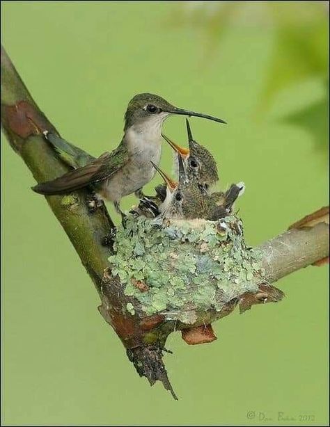 The little hummingbird brings joy to this world Diy Hummingbird Feeder, Hummingbird Nests, Hummingbird Nest, Hummingbird Nectar, Hummingbird Pictures, Homemade Bird Feeders, Hummingbird Garden, How To Attract Birds, Humming Bird