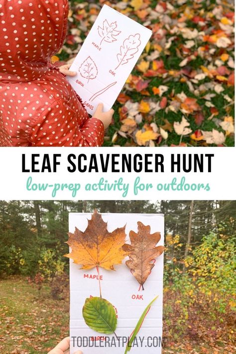 This outdoor Leaf Scavenger Hunt is a great reason to head outdoors and get kids moving! They will have a ton of fun searching for leaves, matching them up to the pictures on the cardboard and then securing them to the board.    #outdooractivity #outdoorkids #leafhunting Gross Motor Leaf Activities, Leaf Scavenger Hunt, Fall Leaf Activities, Leaf Activities, Homeschooling Activities, Preschool Activities Toddler, Screen Free Activities, Autumn Activities For Kids, Outdoor Activities For Kids