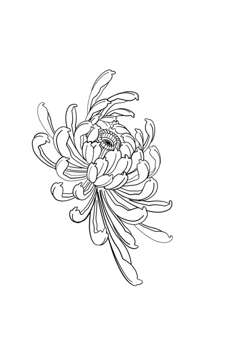 Chrysanthemum Tattoo Drawing, Crsanthmum Flower Tattoo, Chrysanthemum Tattoo Outline, Chrysanthemum Stencil, Chrysanthemums Tattoo, Japanese Flower Tattoo, Chrysanthemum Tattoo, Japanese Flowers, Tattoo Outline