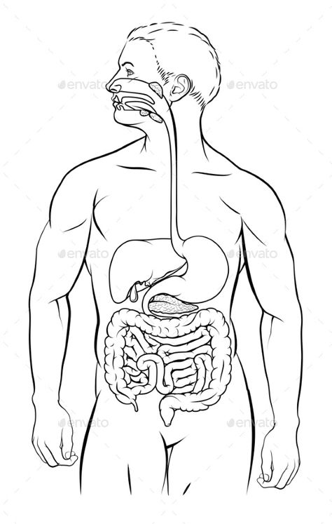 Human Digestive System by Krisdog | GraphicRiver Digestive System Parts, Digestive System Diagram, Biology Diagrams, Educational Websites For Kids, Heart Diagram, Human Digestive System, Sistem Pencernaan, Science Models, Biology Lessons