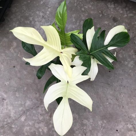 Philodendron Florida Ghost, Florida Ghost, Philodendron Florida, Ghost Plant, Philodendron Plant, Plant Care Houseplant, Inside Plants, Variegated Plants, Plant Aesthetic