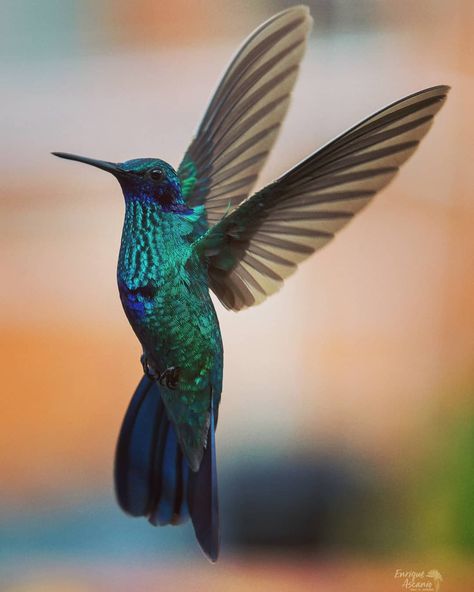 @about_the_hummingbirds shared a photo on Instagram: “Colibrí Orejivioleta Grande Coruscans ( Sparkling violetear ) #kolibri #about_the_hummingbirds #nikond750 📷 #hummingbird #earthpix…” • Jan 8, 2021 at 11:09am UTC Hummingbird Guitar, Hummingbird Purple, Calliope Hummingbird, Indigenous Hummingbird, Hummingbird Clearwing Moth, Nikon D750, Hummingbird Pictures, Bird Wings, Sparkle