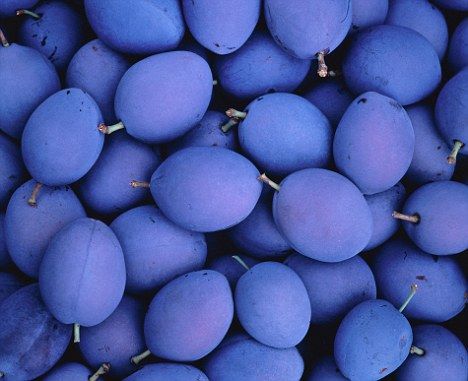 blue damsons Purplish Blue Aesthetic, Plum Trees, Purple Periwinkle, Bluish Purple, Blue Periwinkle, Blue Food, Bleu Violet, Desktop Background, All Things Purple