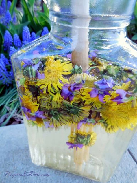 The Joys of Foraging: Edible Wild Free Food For You To Enjoy! Violet Lemonade, Eatable Flowers, Edible Weeds, Dandelion Tea, Sun Tea, Foraged Food, Poisonous Plants, Healing Plants, Dandelion Recipes