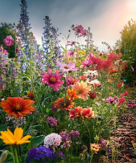 Wild Flower Fields, Farm Flowers, Wild Flower Meadow, Wild Flower, Flower Farm, Flower Field, A Garden, Wild Flowers, Garden Design