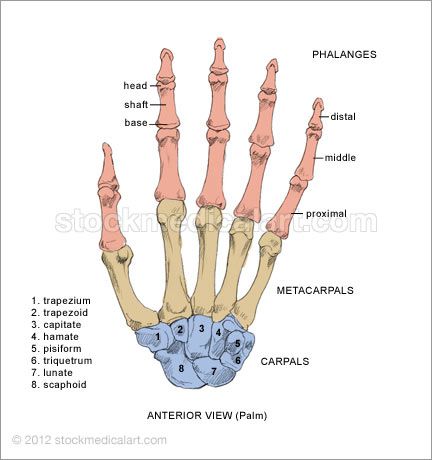 anterior (palm) - The bones of the hand consist of 14 phalanges, 5 metacarpals, and 8 carpals. Bones Of The Hand Anatomy, Bones In The Hand, Hand Anatomy Bones, Hand Bones Reference, Anatomy Reference Bones, Hand Anatomy Reference, Bones In Hand, Bone Anatomy Drawing, Hand Bone Structure