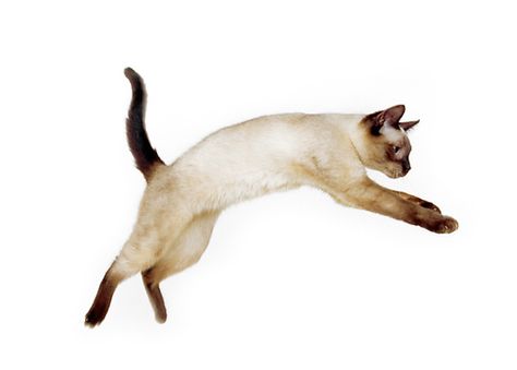 Cat Jumping, Cat Reference, Warrior Cats Art, Cat Pose, Cat Cake, Domestic Cat, Drawing Practice, Warrior Cats, Silly Cats