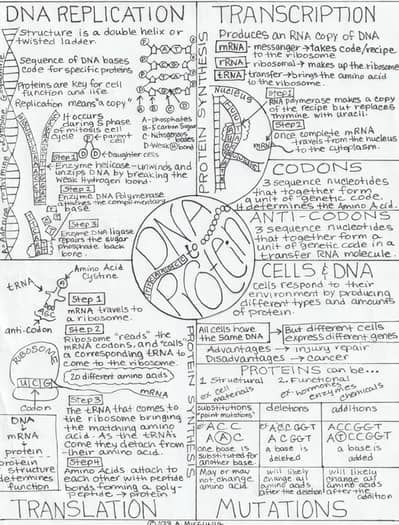 DNA Replication and Protein Synthesis Visual Notes by Anna Micciulla Dna Notes Aesthetic, Protein Synthesis Notes, Dna Replication Notes, Dna Notes, Batman Workout, Vet School Motivation, Biochemistry Notes, Learn Biology, Biology Revision