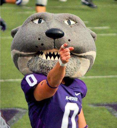 Willie the Wildcat Kansas State Football, Ksu Wildcats, Purple Pride, Wildcats Football, Kansas State University, University Of Connecticut, Kansas State Wildcats, Team Mascots, Kansas State