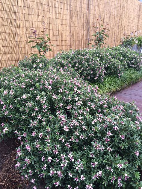 Daphne Spring Pink Eternal Fragrance pink flower hedge Rosa Rugosa Hedge, Daphne Plant Shrub, Euyonomous Hedge, Hardy Fuchsia, Daphne Flower, Daphne Eternal Fragrance, Daphne Shrub, Daphne Plant, Flower Hedge