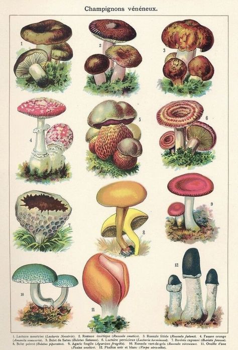 Posters Mushroom, Biology Illustration, Different Types Of Mushrooms, Mushroom Wall Decor, Types Of Mushrooms, Biology Poster, Mushroom Poster, Biology Art, Mushroom Drawing