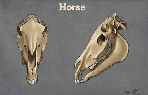 Drawing some horse skulls today in preparation for my video lecture on how to draw a horse's head. I'll first go over muscle attachment then skin, eyes, muzzle, and ears. This will be one video in my multi video course on How to Draw Horses.   #horses #skull #drawing #lessons Animals Skeleton, How To Draw Horses, Horses Drawing, Veterinary Anatomy, Aaron Blaise, Horse Skull, Animal Skeletons, Horse Anatomy, Snow Photography