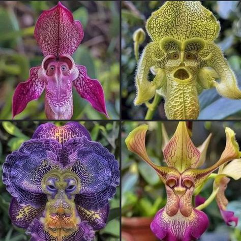 Monkey Orchid, Monkey Face, Unusual Flowers, Dracula, Amazing Gardens, National Geographic, Ecuador, Peru, Beautiful Pictures