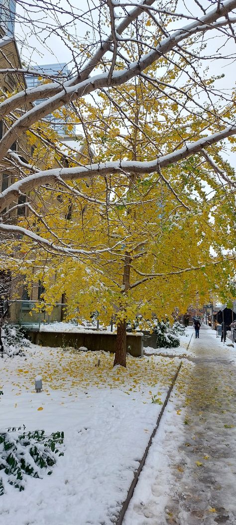 Toronto Snow, Toronto Aesthetic, Toronto Winter, Music Garden, 2024 Aesthetic, First Snow, Winter Wallpaper, Toronto Canada, Winter 2024