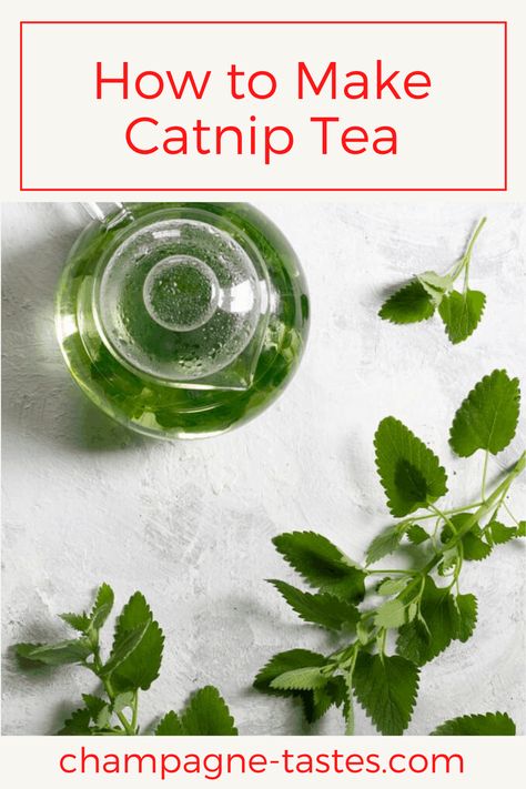 This quick and easy herbal catnip tea can be made with either fresh or dried catnip, and is a delicious way to use this fast-growing type of mint. Backyard Foraging, Medicinal Teas, Catnip Tea, Witches Apothecary, Witches Tea, Pine Needle Tea, Catnip Plant, Teas Recipes, Herbal Tea Garden