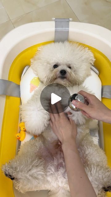 Dogs | Puppies on Instagram: "Bath day 🛁" Dog Pampering, How To Give A Puppy A Bath, Dog Bath Essentials, Puppy Bath Time, How To Give A Dog A Bath At Home, Dog Blow Dryer, Dog Baths, Puppy Bath, Pampered Dogs