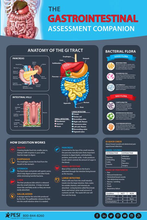 Gastrointestinal Tract Anatomy, Gi Assessment Nursing, Gastrointestinal System Notes, Gi System Nursing, Gi Tract Anatomy, Gi Nursing, Gastrointestinal Nursing, Summer Health Tips, Gi System